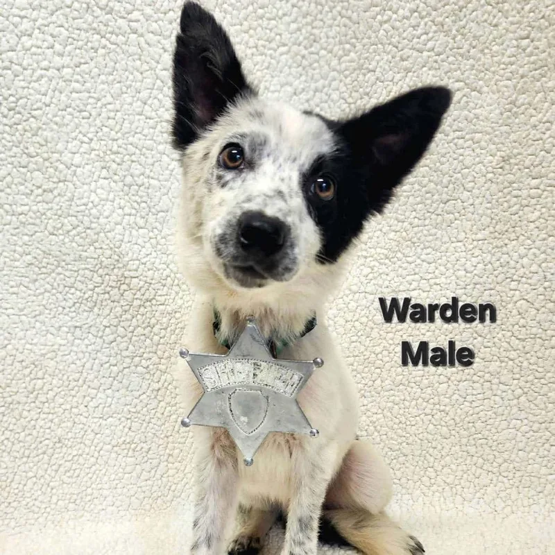 A young small-sized male White / Cream Border Collie dog named Warden for adoption in Rockville, MD