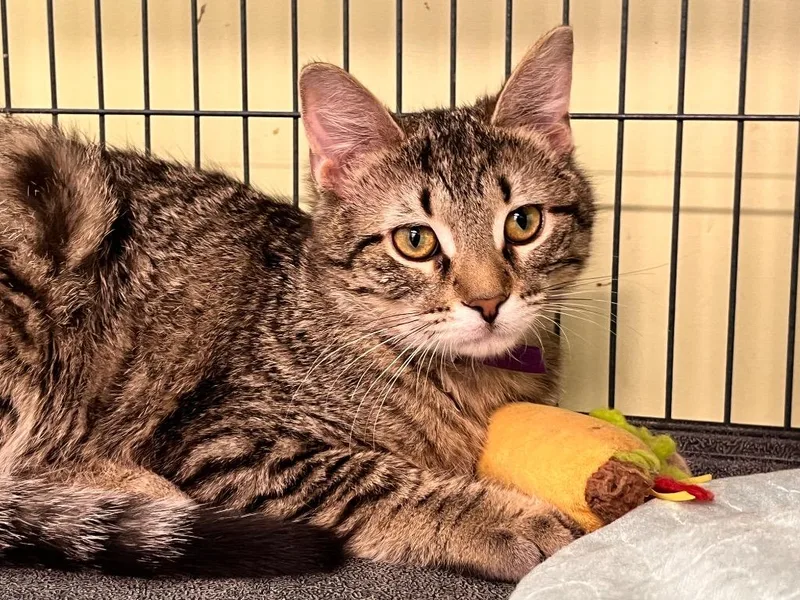 A baby medium-sized female Domestic Short Hair cat named Cherise for adoption in Auburn, IN