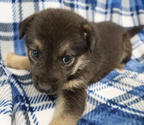 A baby medium-sized female Shepherd dog named Gem for adoption in Thief River Falls, MN