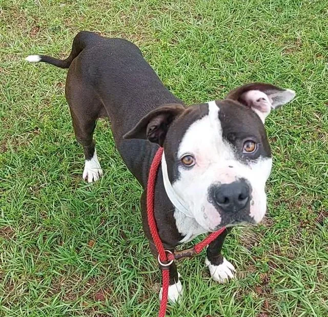 An adult medium-sized male American Staffordshire Terrier dog named Bram for adoption in Fort Lauderdale, FL