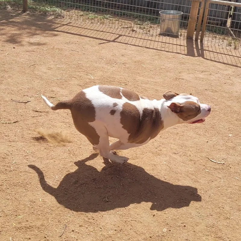 An adult medium-sized female White / Cream Pit Bull Terrier dog named Moo for adoption in San Antonio, TX
