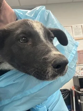 A baby medium-sized male Cattle Dog dog named Spew for adoption in Fresno, CA