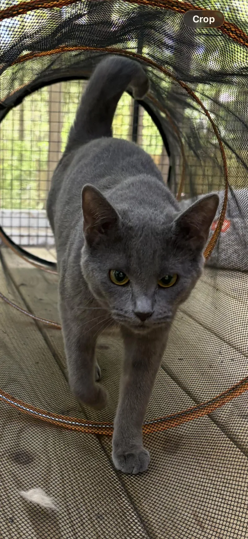 A baby small-sized female Russian Blue cat named Ty Ty for adoption in Belmont, NC