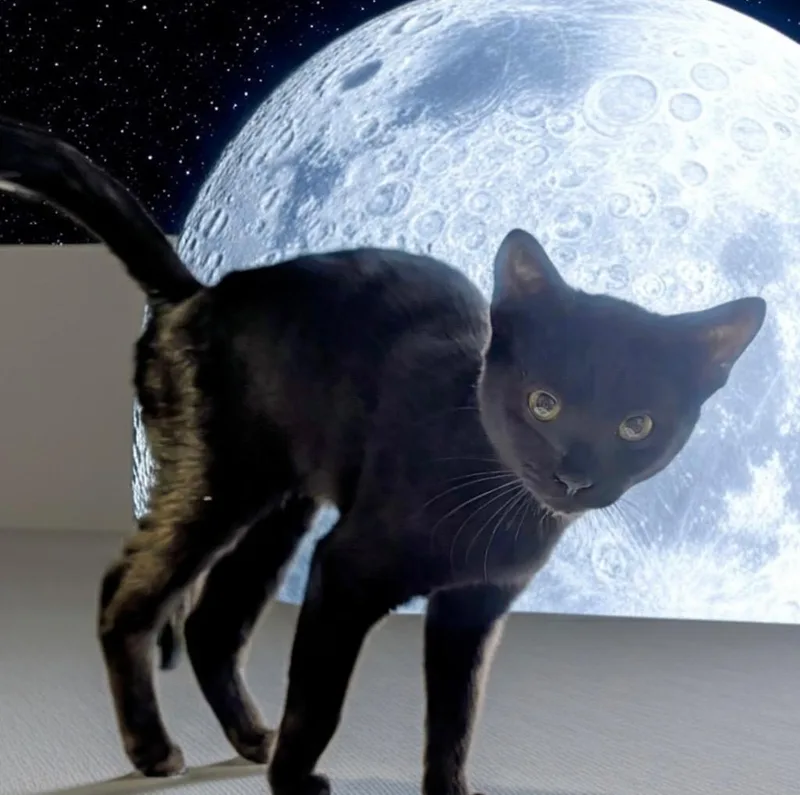 A baby small-sized male Domestic Short Hair cat named Moon for adoption in Fort Myers, FL