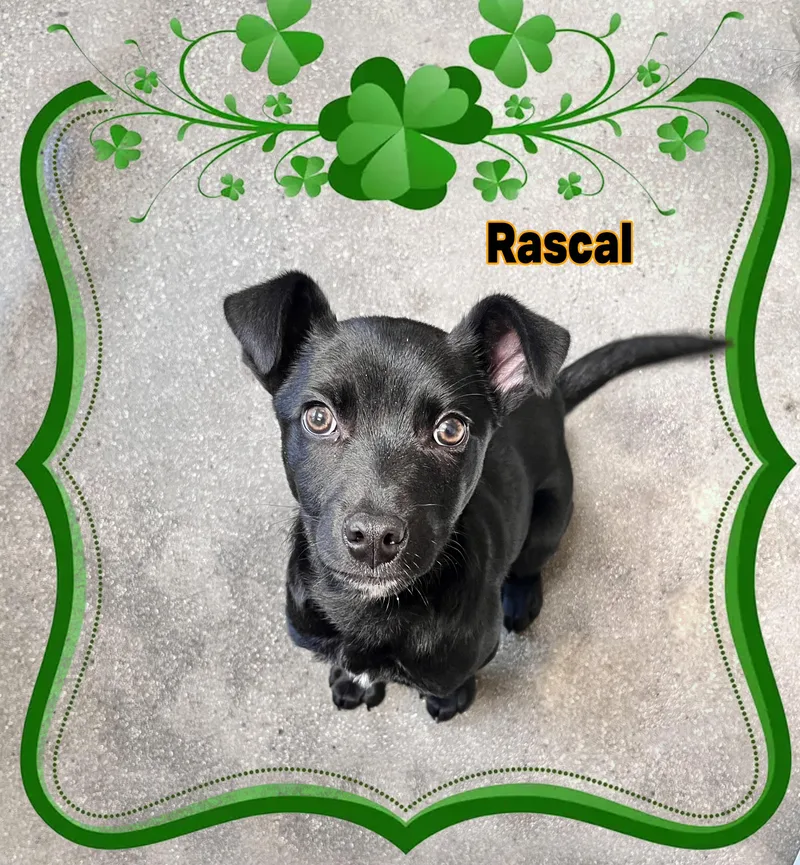 Rascal