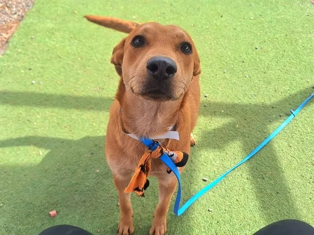 A young large-sized female German Shepherd Dog dog named Cozy for adoption in Phoenix, AZ