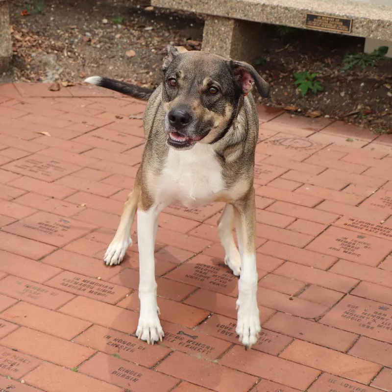An adult large-sized female Mixed Breed dog named Riley for adoption in Port Washington, NY
