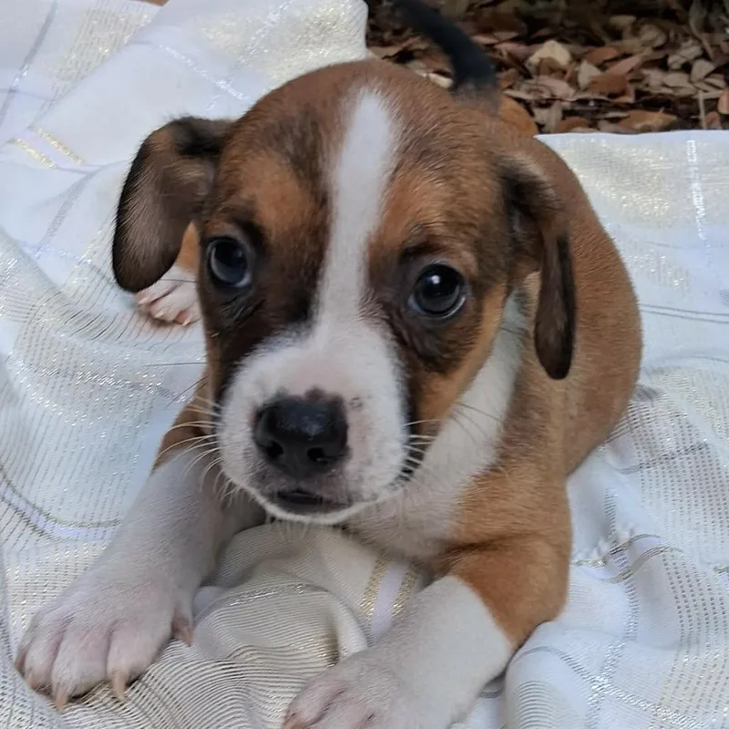 A baby medium-sized male Tricolor (Brown, Black, & White) Retriever dog named Dill Mw for adoption in Austin, TX