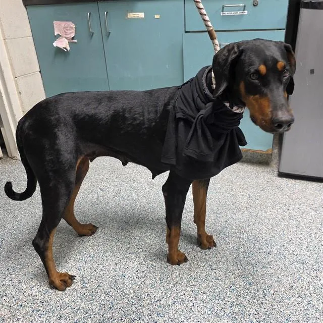 A young large-sized female Doberman Pinscher dog named Hera for adoption in Long Beach, CA