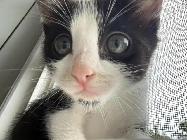 A baby medium-sized female Domestic Short Hair cat named Pepper Anne for adoption in Mayfield, NY