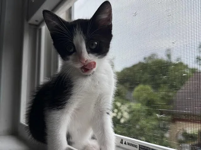 Pepper Anne thumbnail 2