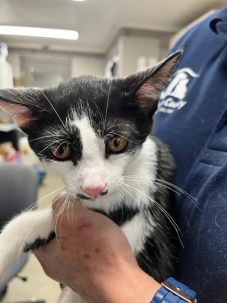 A baby small-sized male Domestic Short Hair cat named Able for adoption in Hopkinsville, KY