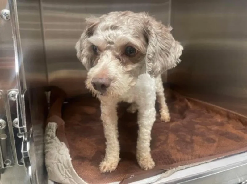 An adult small-sized male Gray / Blue / Silver Poodle dog named Pac for adoption in Uxbridge, MA
