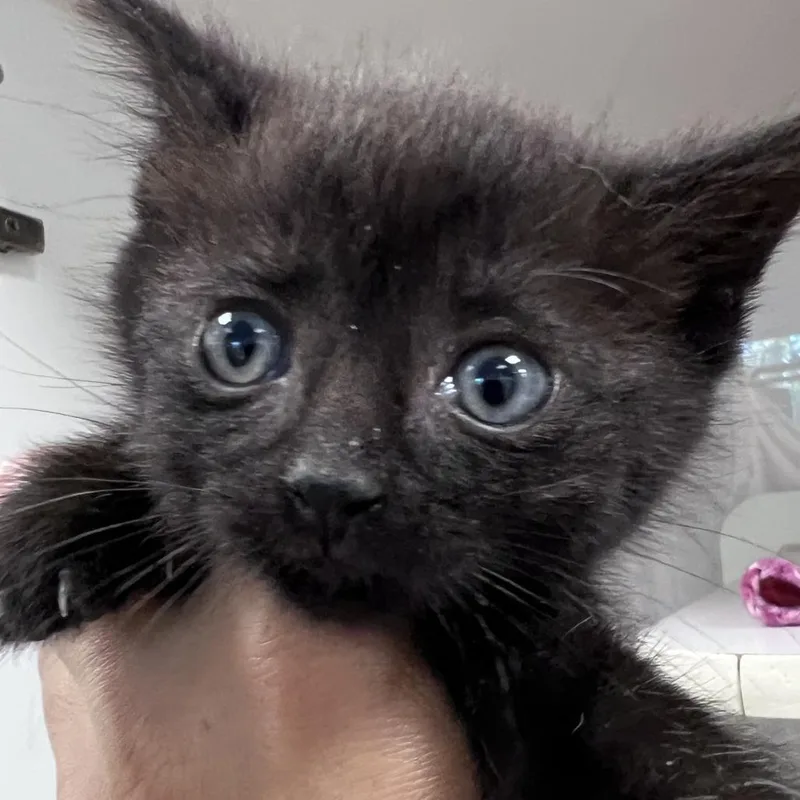 A baby small-sized female Black Domestic Short Hair cat named Jeanie for adoption in Chicago, IL
