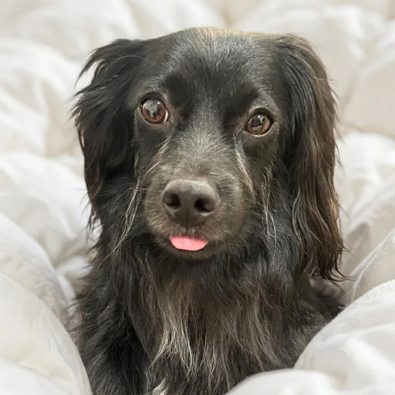 A young small-sized male Black Papillon dog named Walker for adoption in Brooklyn, NY