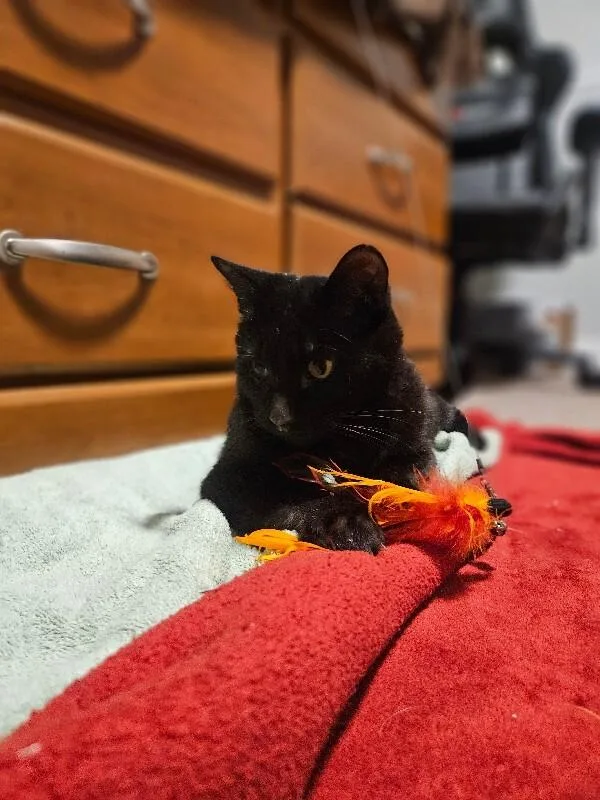An adult medium-sized male Black Domestic Short Hair cat named Ernest for adoption in Fort Collins, CO