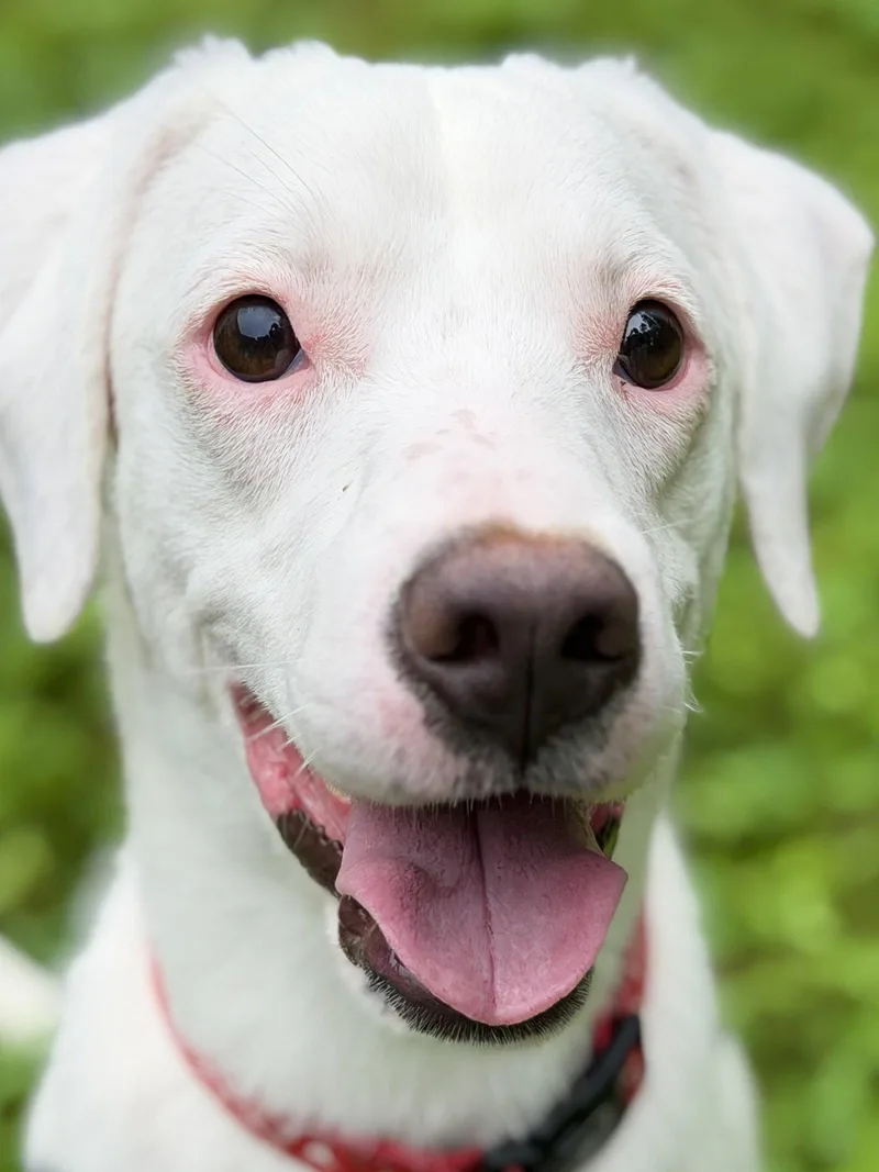A young medium-sized male Jack Russell Terrier dog named Moose for adoption in West Cornwall, CT