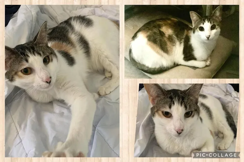 An adult medium-sized female Calico Domestic Short Hair cat named Moira for adoption in Toms River, NJ