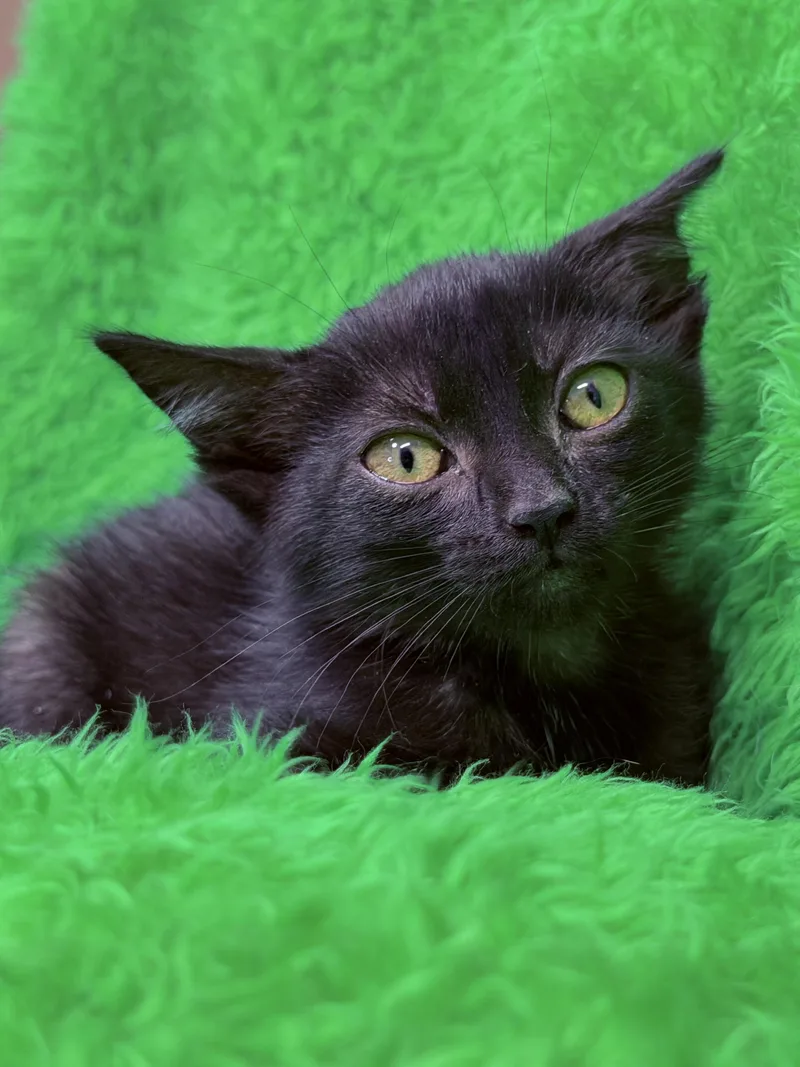 A baby medium-sized female Black Bombay cat named Tiny for adoption in Horseshoe Bend, AR