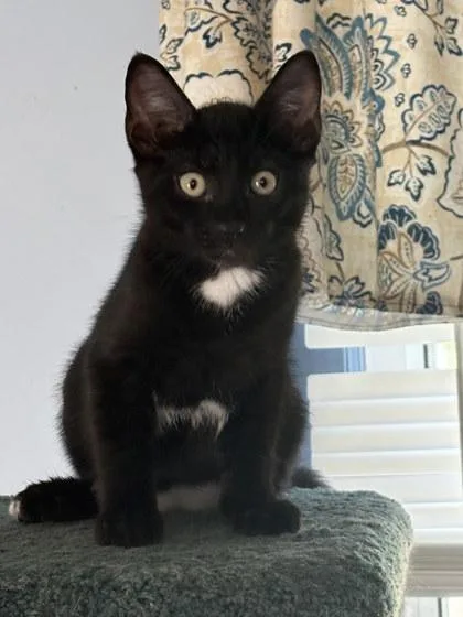 An adult small-sized female Domestic Short Hair cat named Cinderpelt for adoption in Berwick, PA