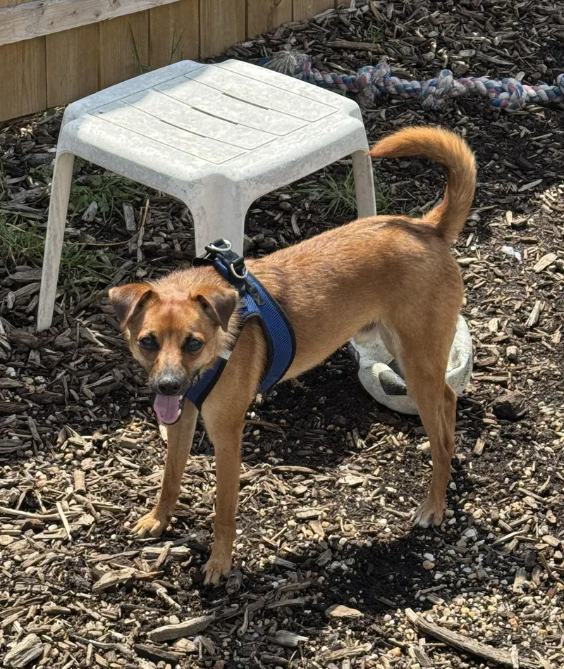A young small-sized male Mixed Breed dog named Stilts for adoption in Ellicott City, MD