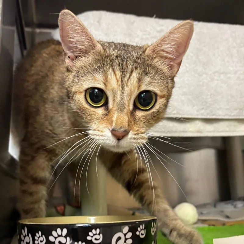 An adult medium-sized female Brown / Chocolate Domestic Short Hair cat named Emma for adoption in Springfield, MA