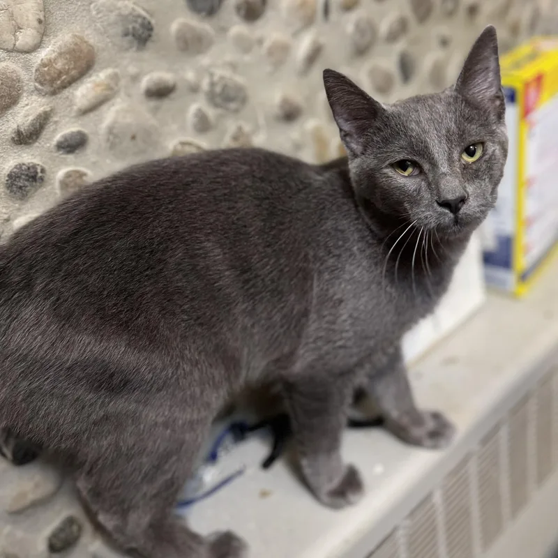 A young small-sized male Gray / Blue / Silver Domestic Short Hair cat named Tommy for adoption in Morgantown, WV