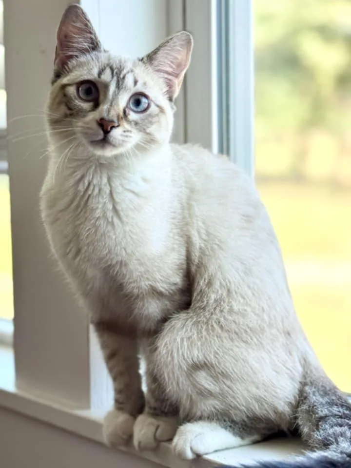 A baby medium-sized female Siamese cat named Buttercup for adoption in McDonough, GA