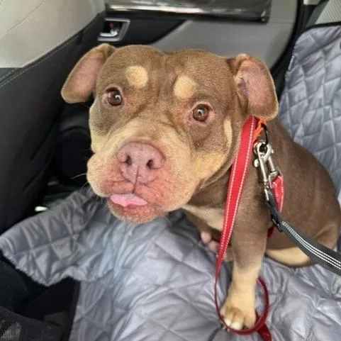 An adult large-sized female Brown / Chocolate Mixed Breed dog named Tallulah for adoption in West Palm Beach, FL