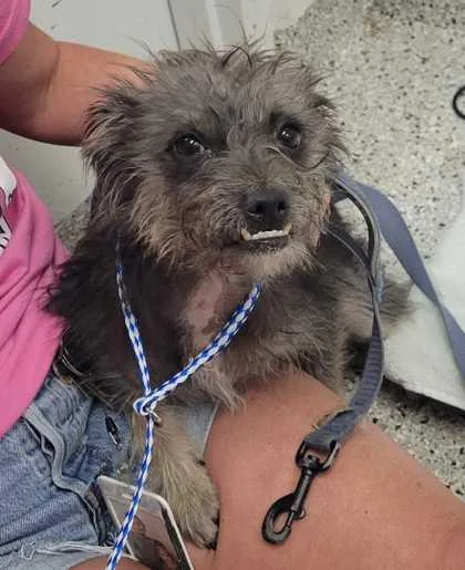 An adult small-sized female Gray / Blue / Silver Mixed Breed dog named Mildred for adoption in Kansas City, MO