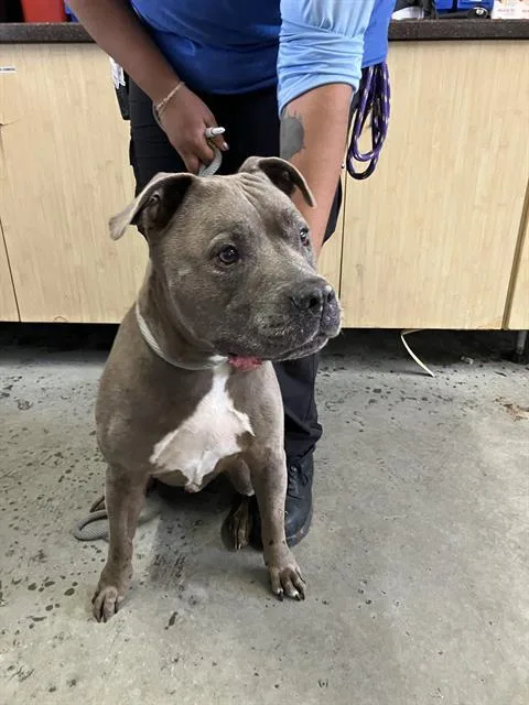 A senior large-sized male Pit Bull Terrier dog named Theodore for adoption in Camarillo, CA