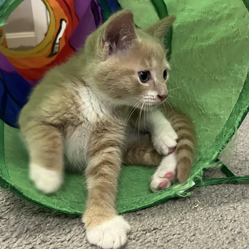 A baby medium-sized male Tabby (Orange / Red) Tabby cat named Hazy for adoption in Hyattsville, MD