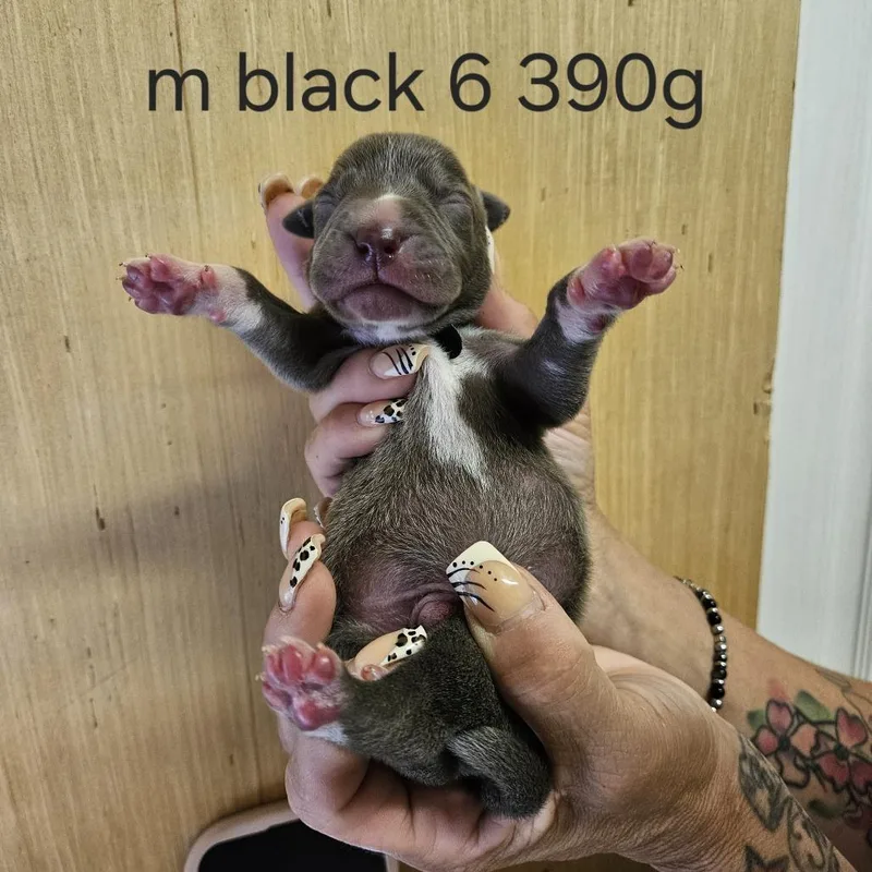 A baby medium-sized male Gray / Blue / Silver Labrador Retriever dog named Goldieloxx Pup Lenny for adoption in Fairfax Station, VA