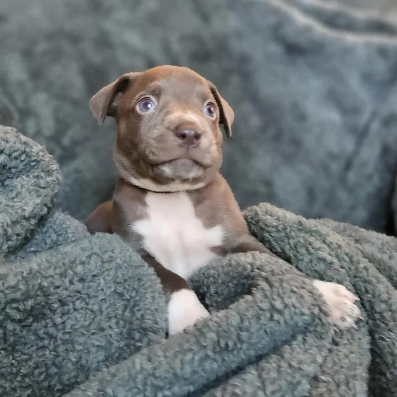 Goldieloxx Pup Lenny thumbnail 2