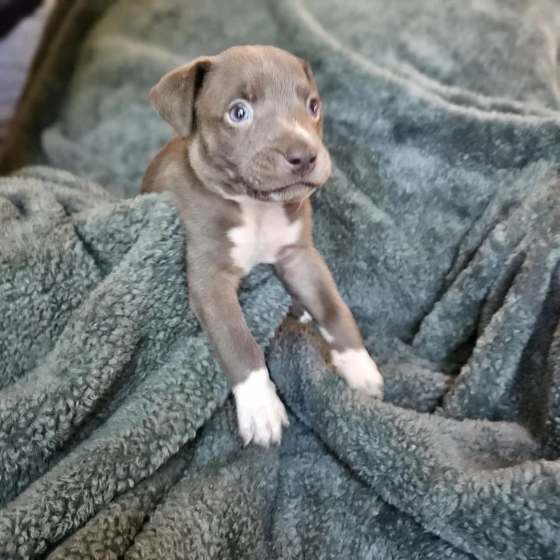 Goldieloxx Pup Lenny thumbnail 3