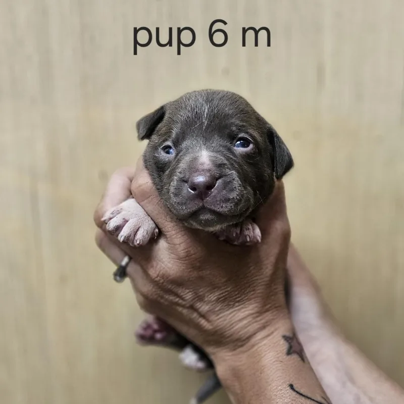 Goldieloxx Pup Lenny thumbnail 4