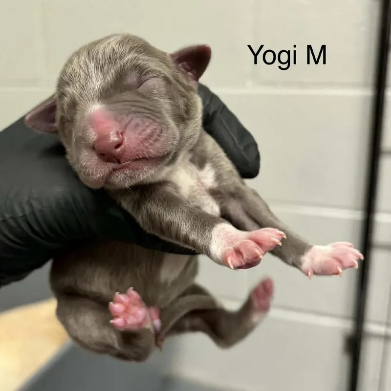 Goldieloxx Pup Lenny thumbnail 5