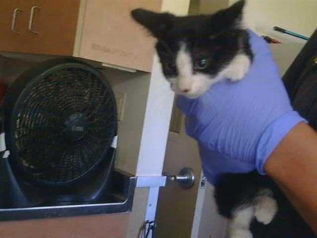 A baby small-sized female Domestic Short Hair cat named Bandera for adoption in Sacramento, CA