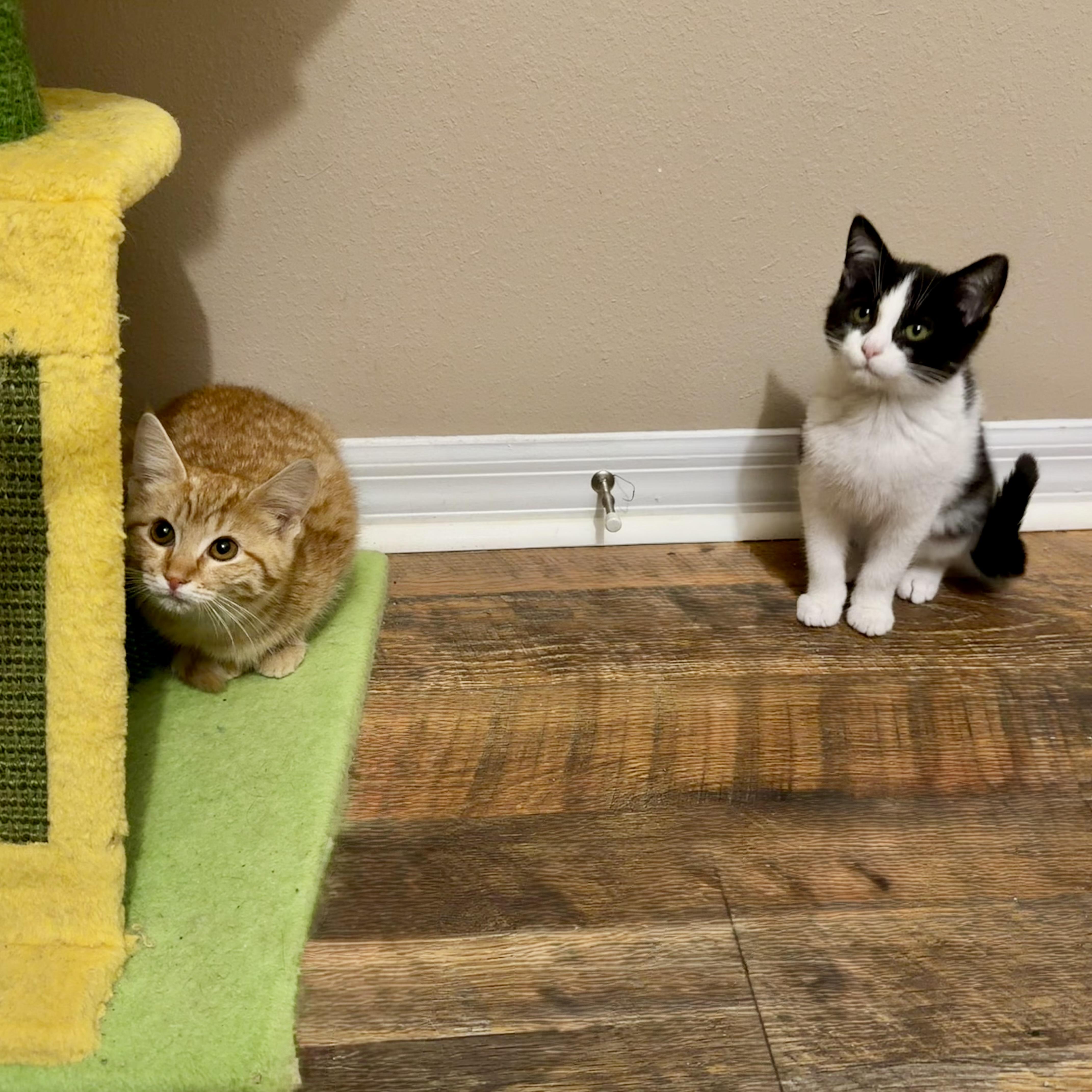 O'malley thumbnail 5