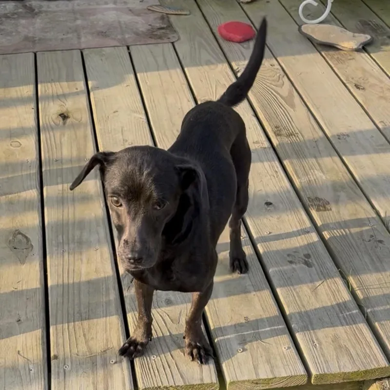 An adult small-sized female Dachshund dog named Hiccup for adoption in Fredericksburg, VA