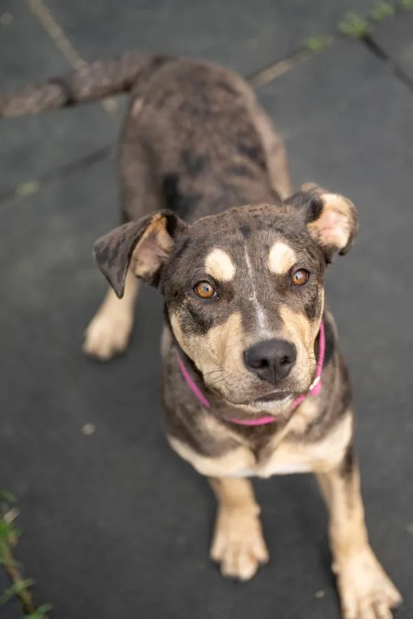 A young medium-sized female Catahoula Leopard Dog dog named Scarlett O'hara for adoption in Stratham, NH