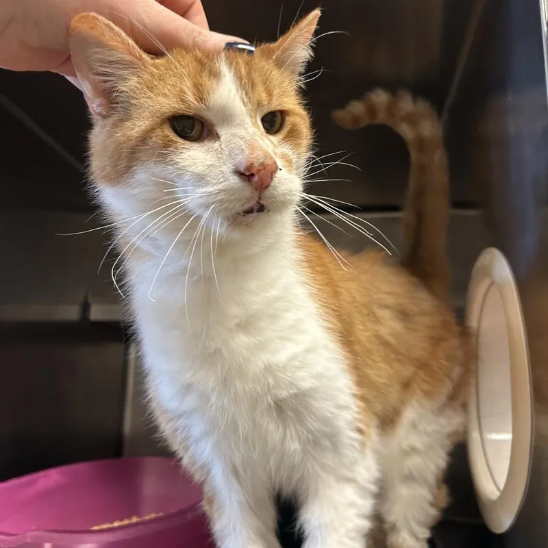 An adult medium-sized male Orange / Red Domestic Short Hair cat named Sol for adoption in Bristol, IN