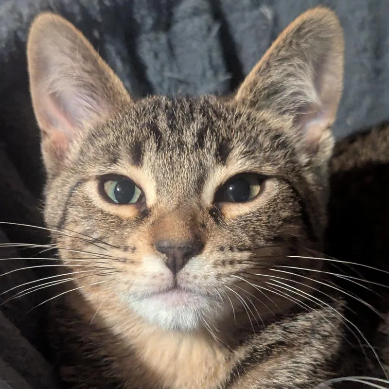 A young small-sized female Brown / Chocolate Domestic Short Hair cat named Fluffy Flufferton for adoption in Eaton Rapids, MI