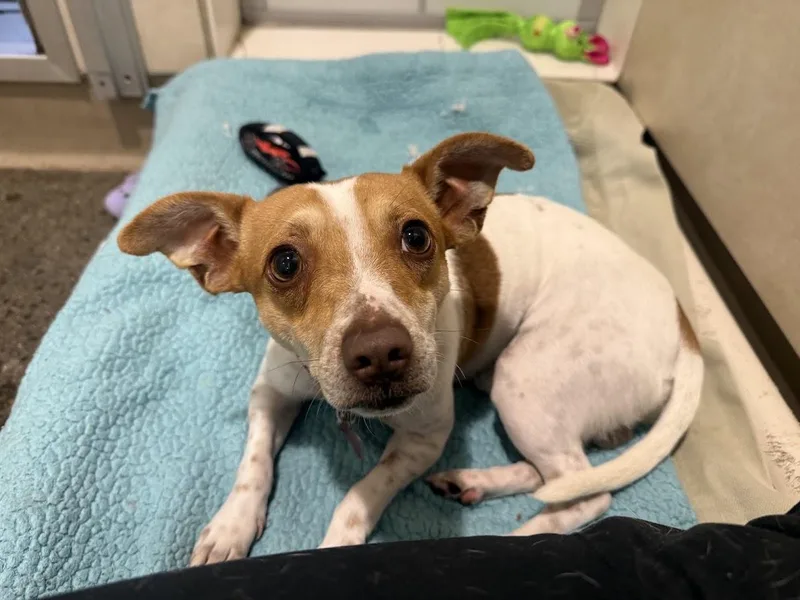 A young small-sized male Parson Russell Terrier dog named Ferb for adoption in Berkeley, CA