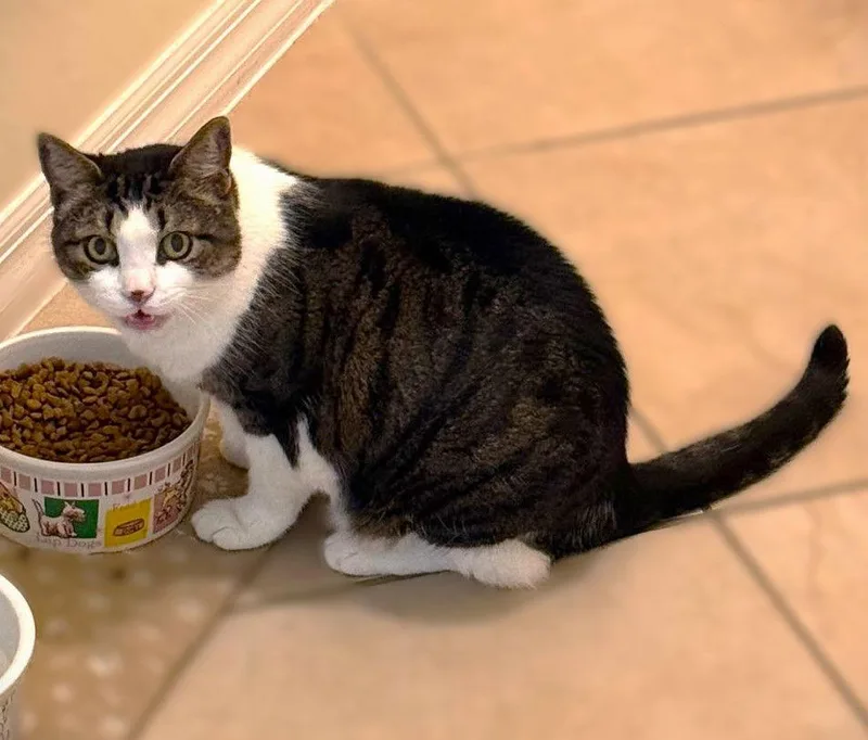 Amelia Fieldmouse thumbnail 2