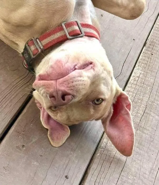A young medium-sized male Apricot / Beige Pit Bull Terrier dog named Gator for adoption in Shalimar, FL