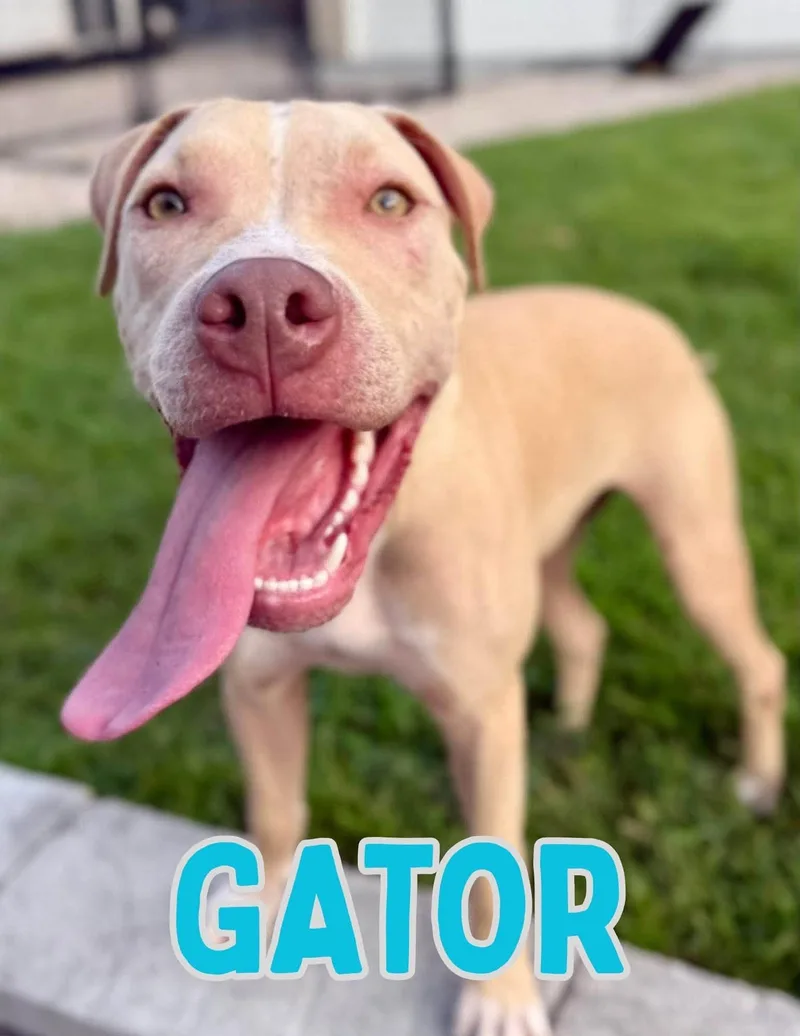 Gator thumbnail 4