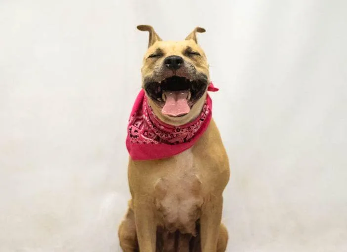 An adult medium-sized female Brown / Chocolate Mountain Cur dog named Stella for adoption in Sanford, FL