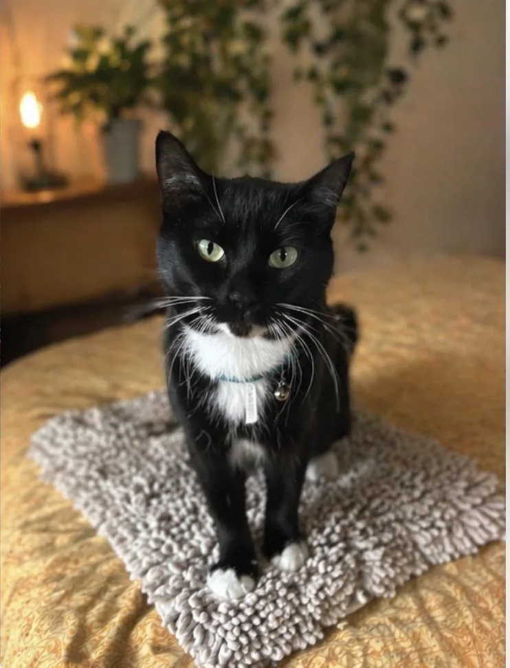 A young medium-sized female Black & White / Tuxedo Domestic Short Hair cat named Evie for adoption in Orange, CA