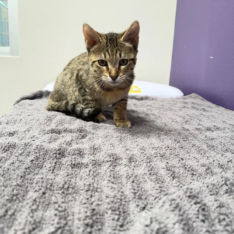A baby small-sized female Brown / Chocolate Domestic Short Hair cat named Debra for adoption in Englewood, FL